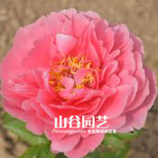 创世大发-芍药