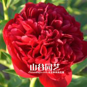 创世大发-芍药