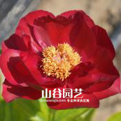 创世大发-芍药