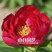 创世大发-芍药