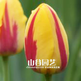 创世大发-郁金香