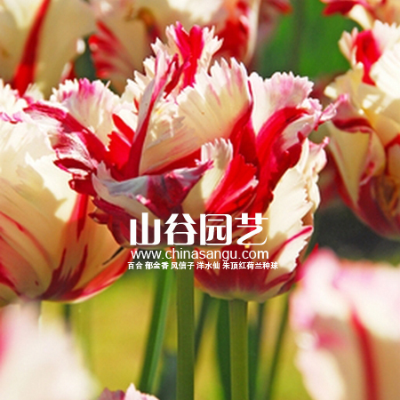 创世大发-郁金香