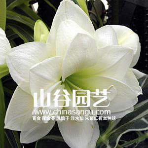 创世大发-朱顶红