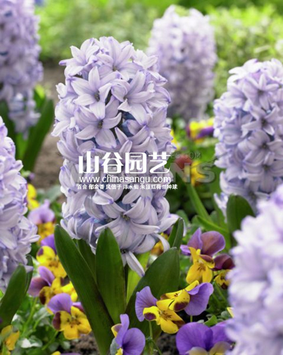 创世大发-风信子