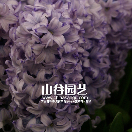 创世大发-风信子
