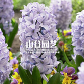 创世大发-风信子