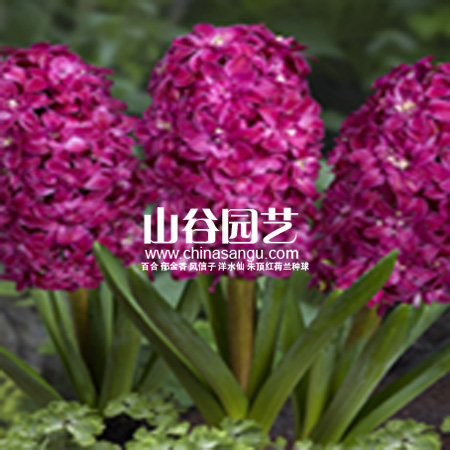 创世大发-风信子