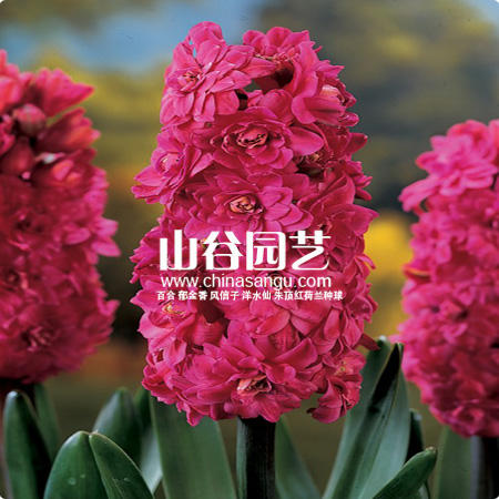 创世大发-风信子