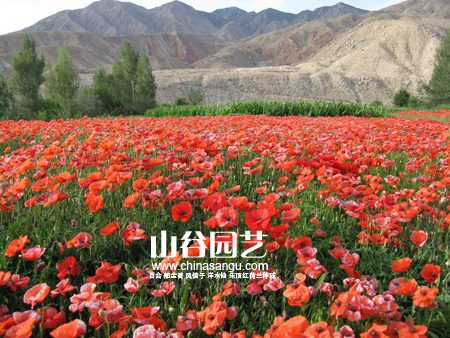 创世大发-野花种子