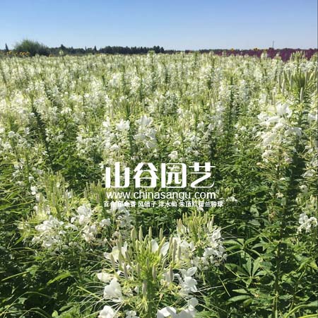 创世大发-野花种子