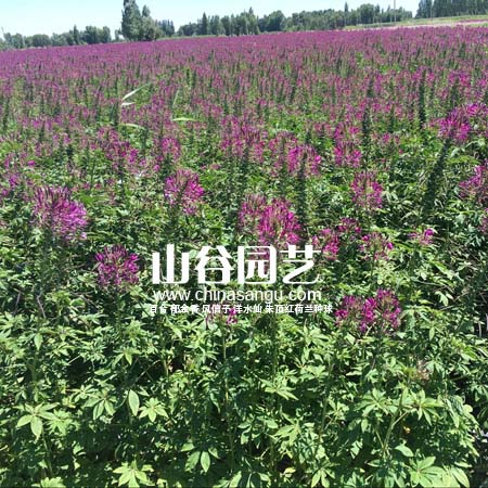 创世大发-野花种子