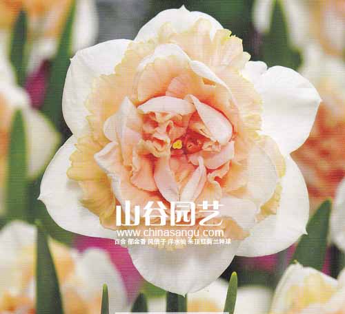 创世大发-洋水仙