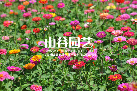 创世大发-野花种子