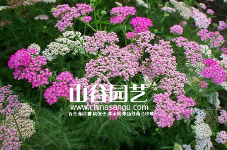 创世大发-野花种子