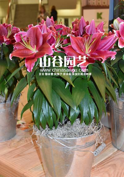创世大发-百合
