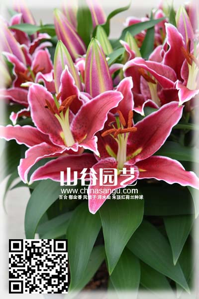 创世大发-百合