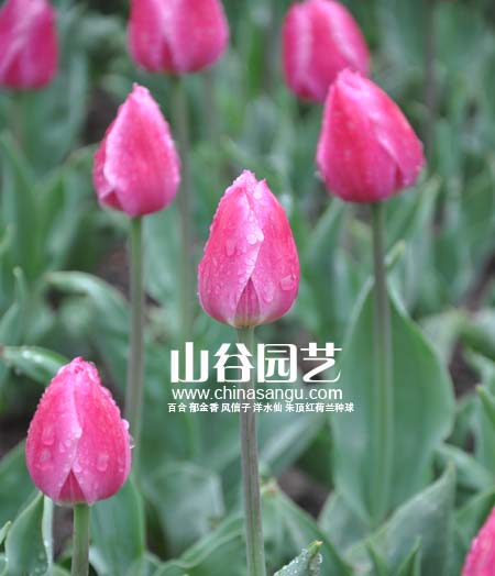 创世大发-郁金香