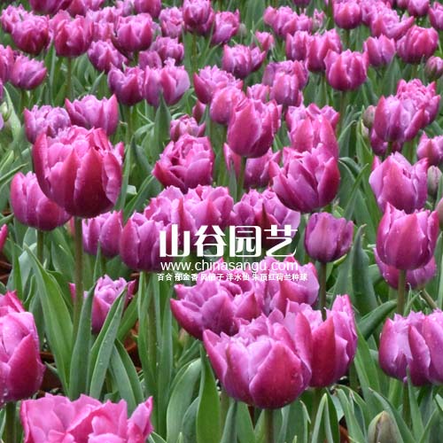 创世大发-郁金香