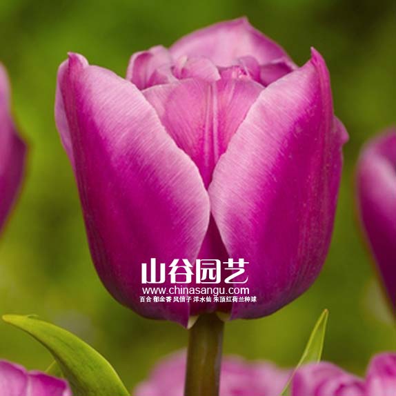 创世大发-郁金香