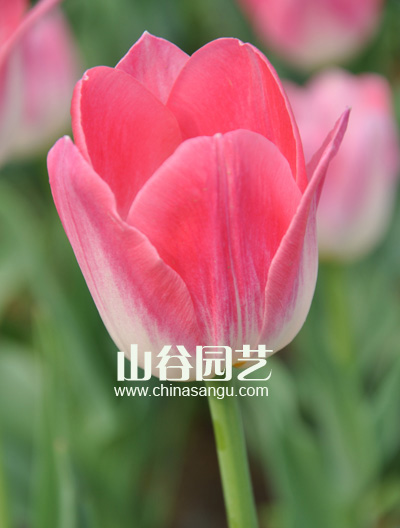 创世大发-郁金香