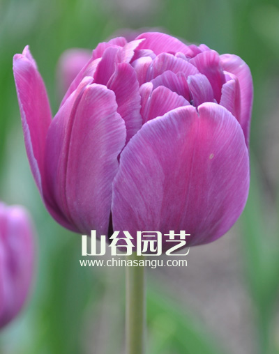 创世大发-郁金香
