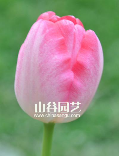 创世大发-郁金香