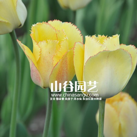 创世大发-郁金香