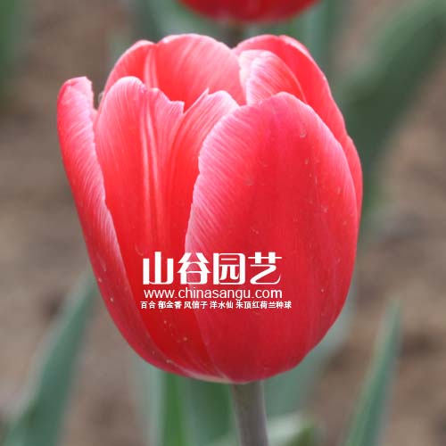 创世大发-郁金香