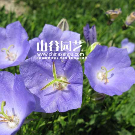 创世大发-野花种子