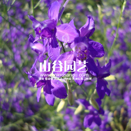 创世大发-野花种子