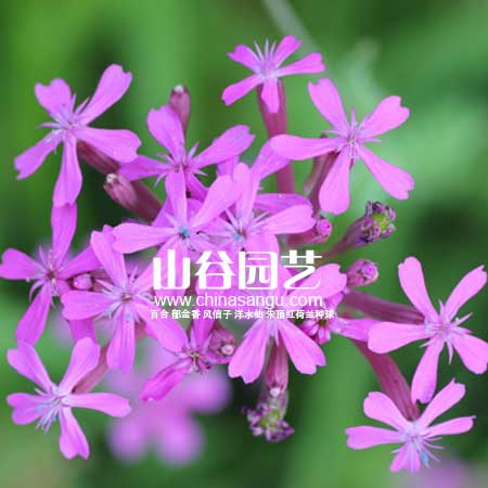 创世大发-野花种子