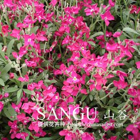 创世大发-野花种子