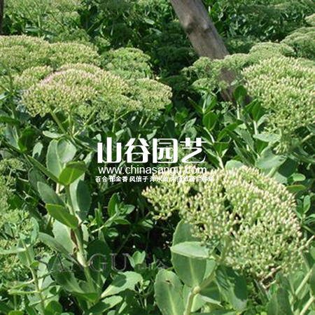 创世大发-野花种子