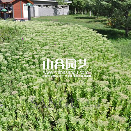 创世大发-野花种子