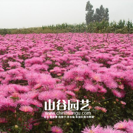 创世大发-野花种子
