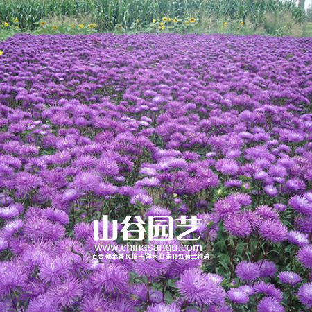 创世大发-野花种子