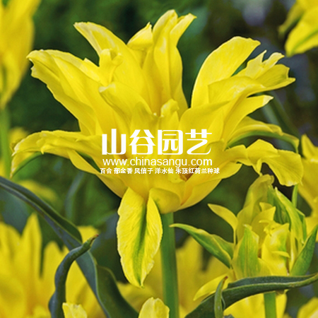 创世大发-郁金香