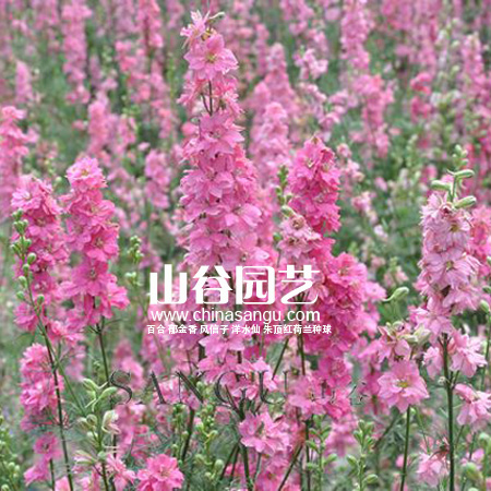 创世大发-野花种子