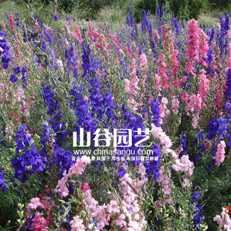 创世大发-野花种子