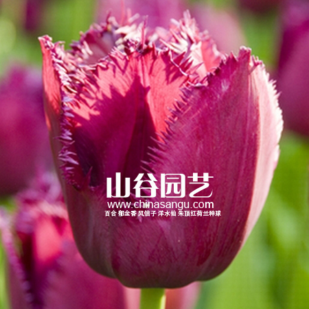 创世大发-郁金香