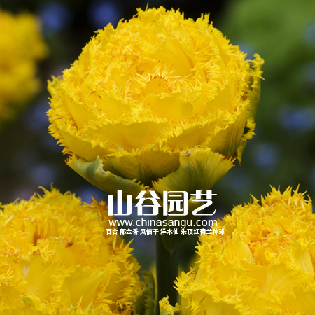 创世大发-郁金香
