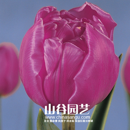 创世大发-郁金香