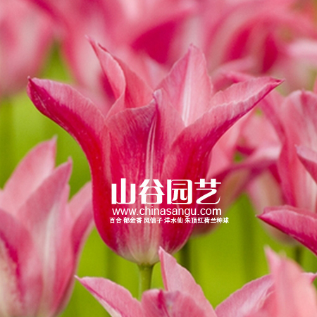 创世大发-郁金香