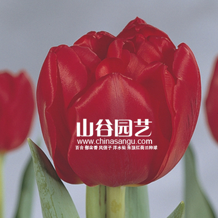 创世大发-郁金香
