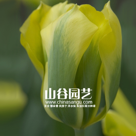 创世大发-郁金香