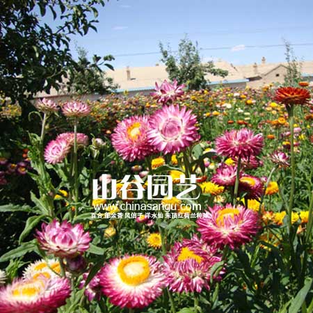 创世大发-野花种子