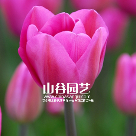 创世大发-郁金香