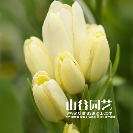 创世大发-郁金香