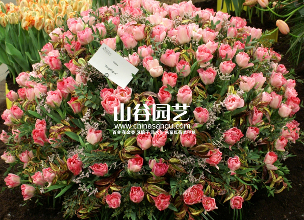 创世大发-郁金香