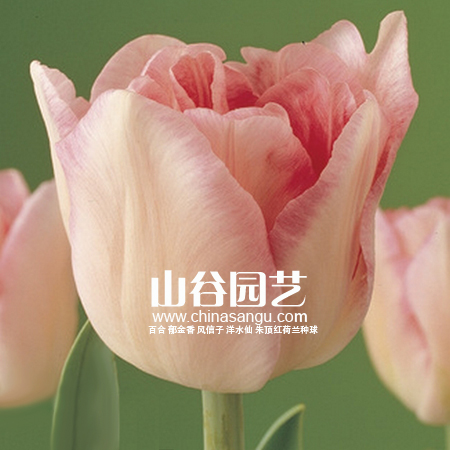 创世大发-郁金香